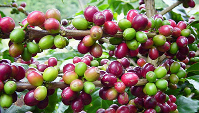 Foto - Agricultura